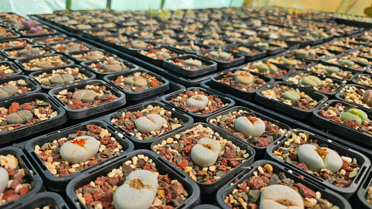 How to grow Lithops