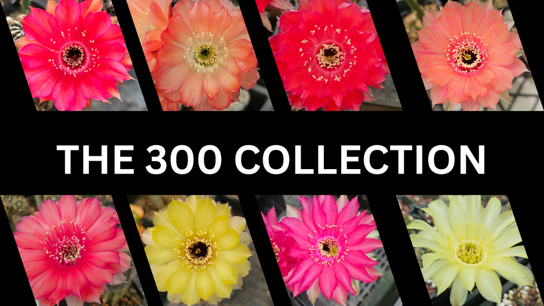 The 300 Collection