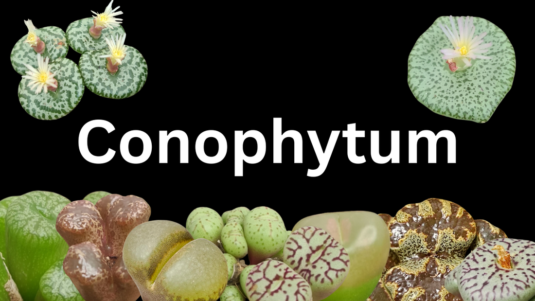 How to grow Conophytum