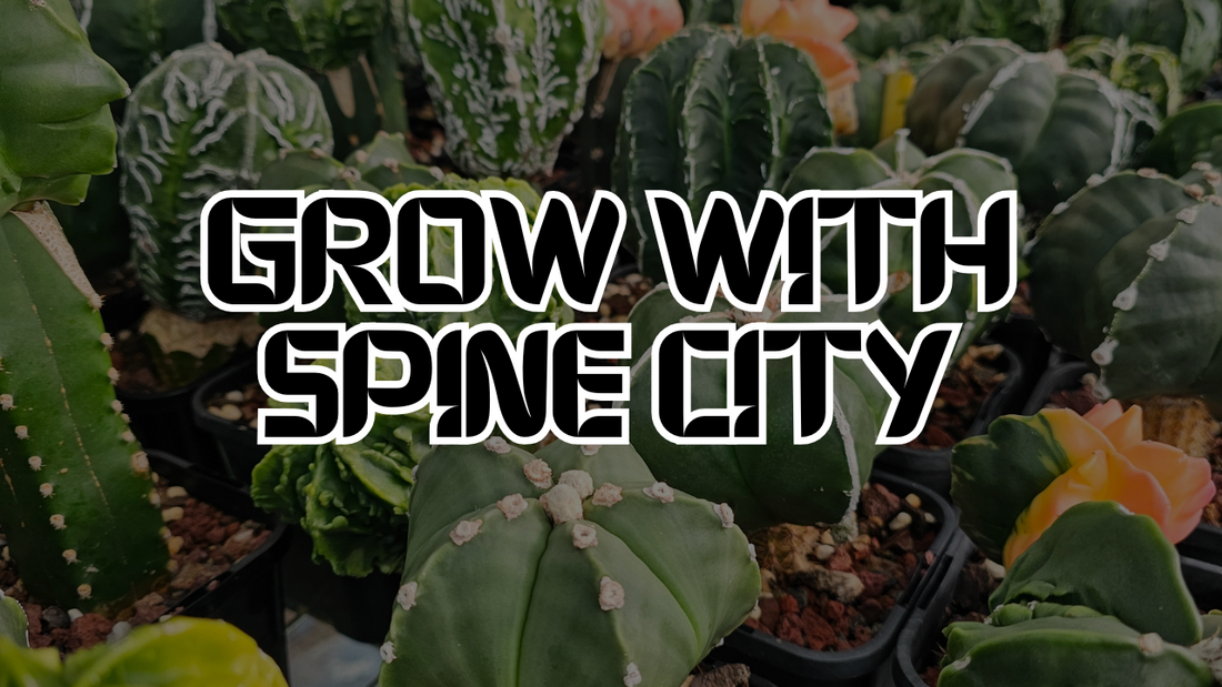 Grow with Spine City blog banner featuring rare cactus and succulent plants in cultivation — cactus care, succulent growing tips, and nursery advice from Spine City.
