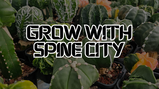 Grow with Spine City blog banner featuring rare cactus and succulent plants in cultivation — cactus care, succulent growing tips, and nursery advice from Spine City.