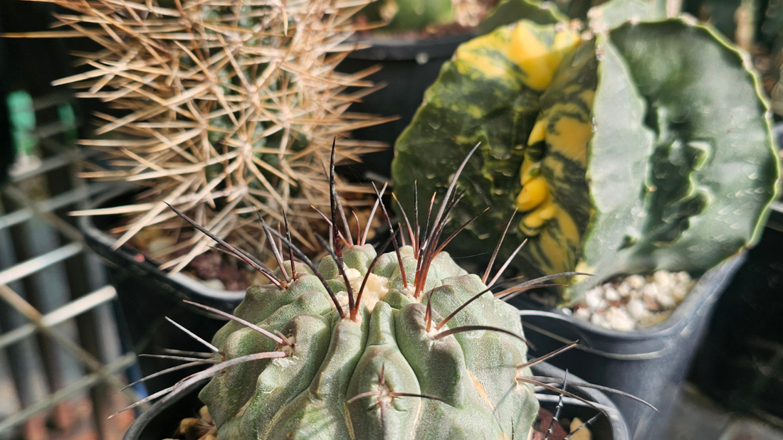 Sneak peek image showing Lobivia, Astrophytum, and Copiapoa cactus — a trio of rare, collector-grade plants featured in the blog post