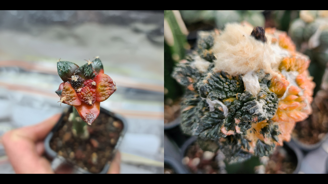Before and after grafted variegated Ariocarpus cactus showing growth difference