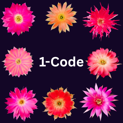 The 1-Code Collection – Spine City