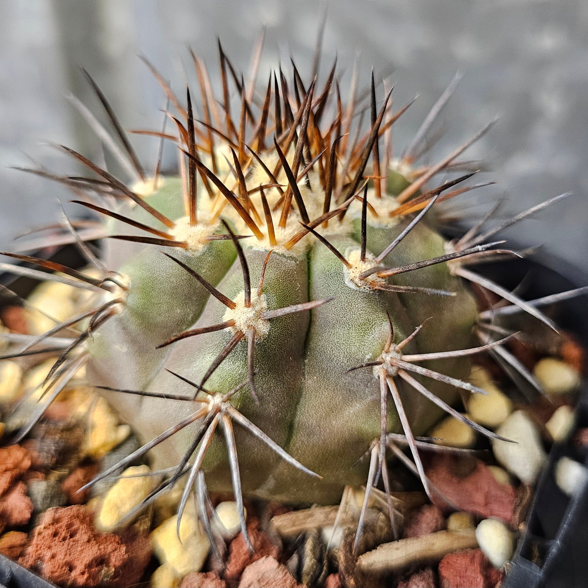 Copiapoa – Spine City