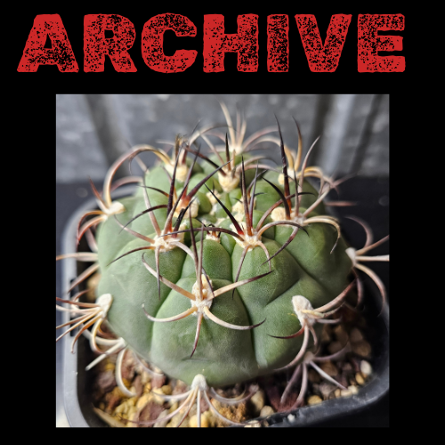 bouture de monstera Monstera Deliciosa (S) bouture et plante
