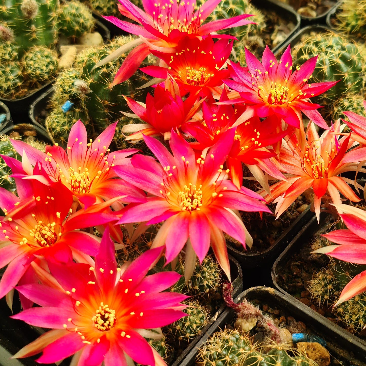 Lobivia hybrid S9 cactus in full bloom