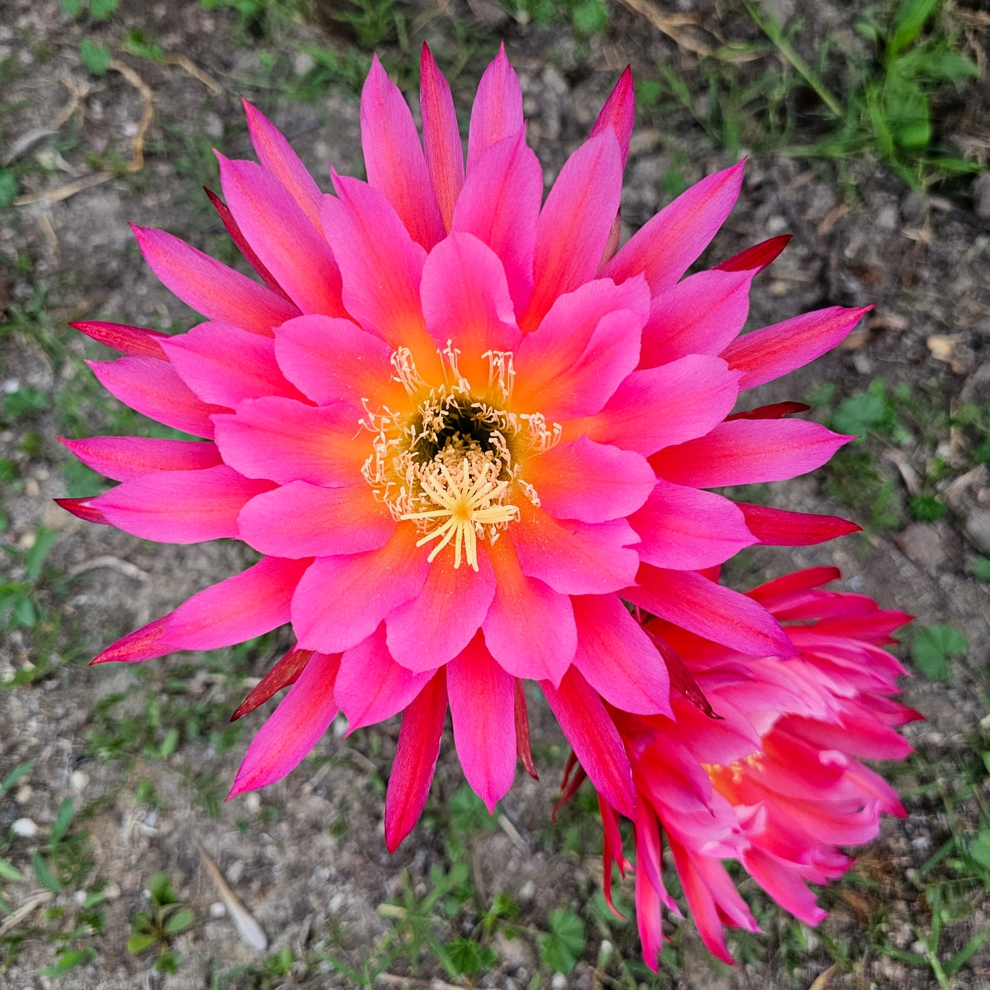 Echinopsis ‘Unterlagen’