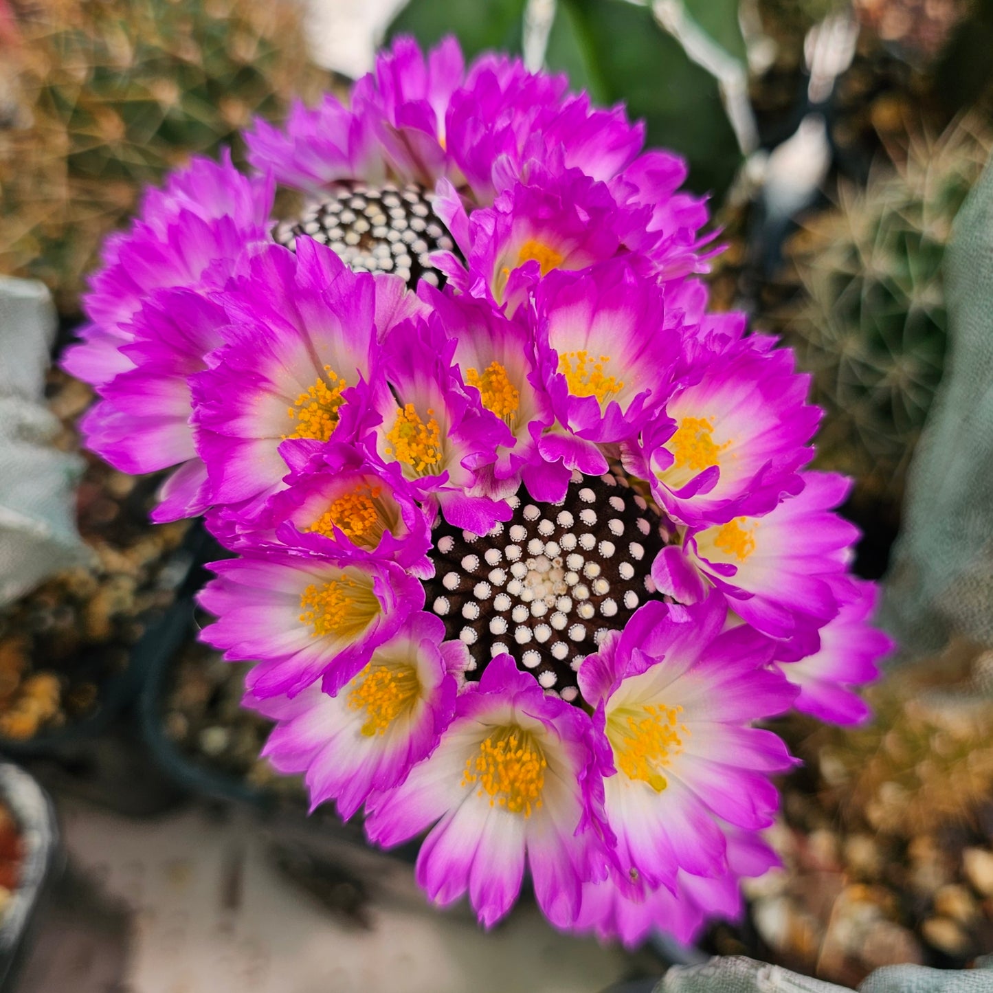 Mammillaria luethyi