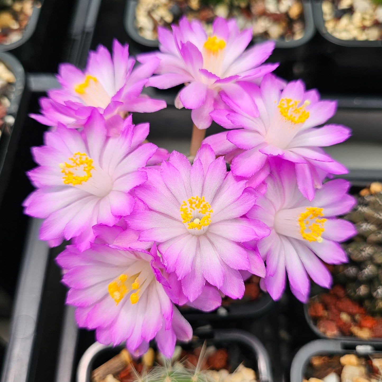 Mammillaria theresae