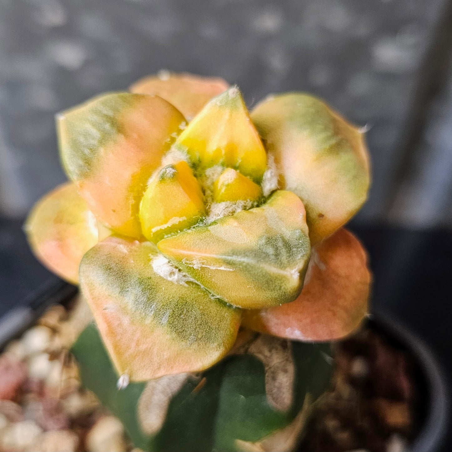 Ariocarpus lloydii Cauliflower hybrid grafted cactus