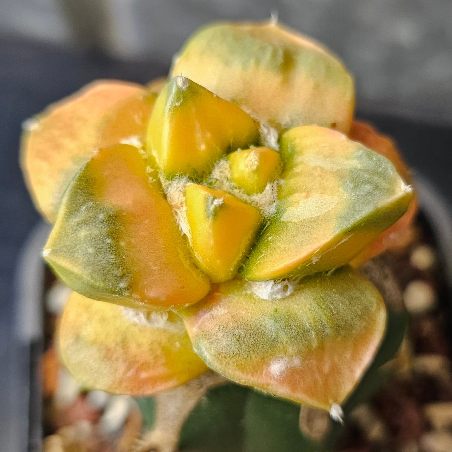 rare ariocarpus hybrid cactus