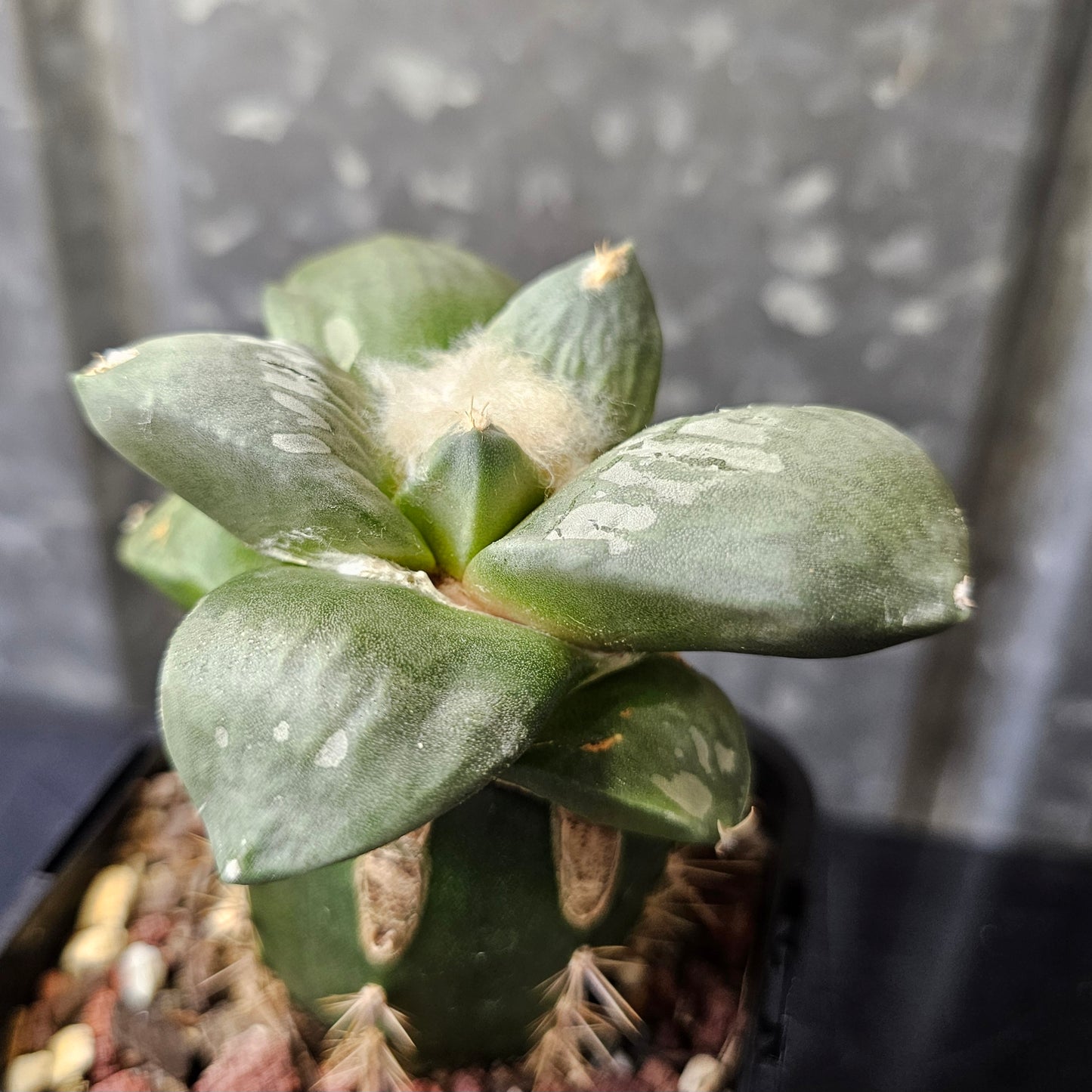 Ariocarpus cv. Cauliflower hybrid grafted cactus