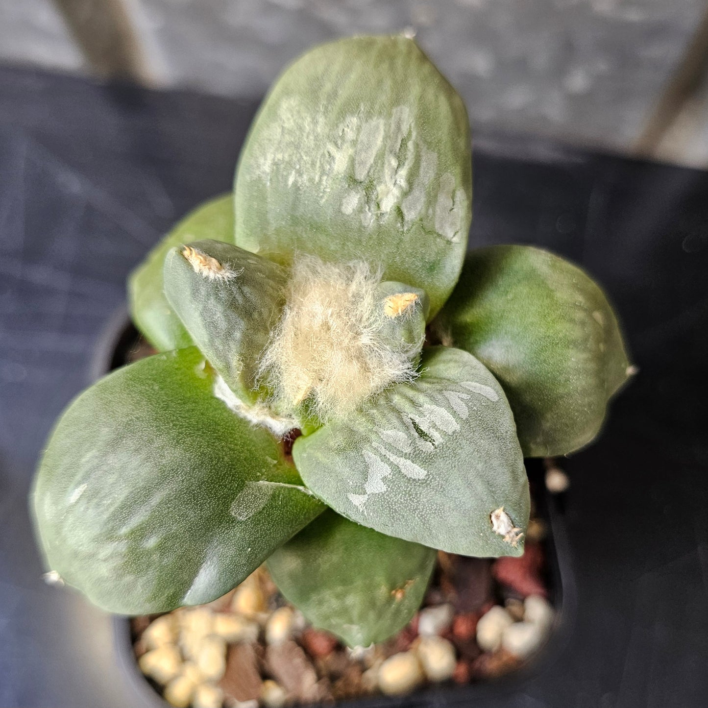 Ariocarpus cv. Cauliflower hybrid rare grafted cactus