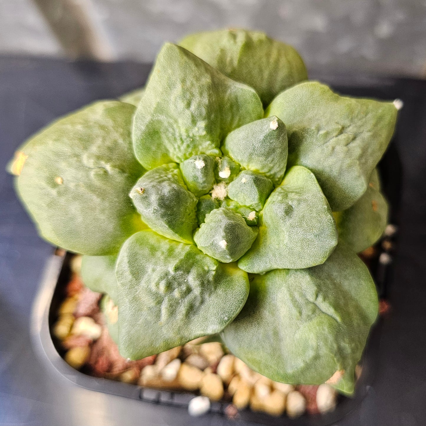 grafted ariocarpus hybrid cactus