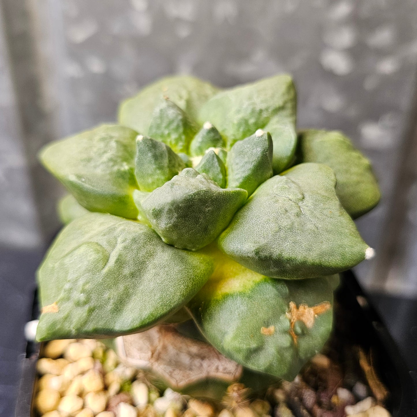 rare ariocarpus cauliflower hybrid cactus