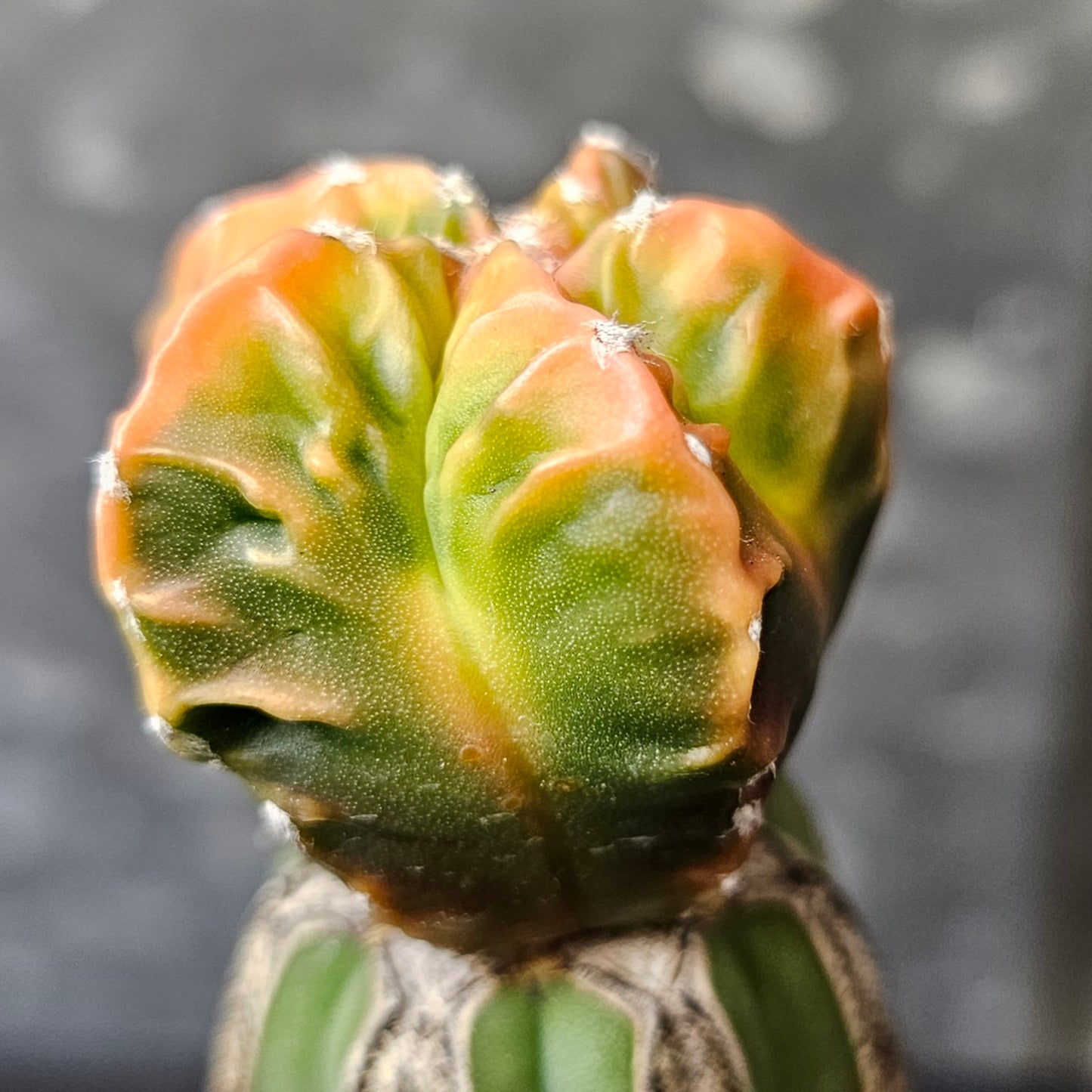 Rare colourful astrophytum grafted cactus
