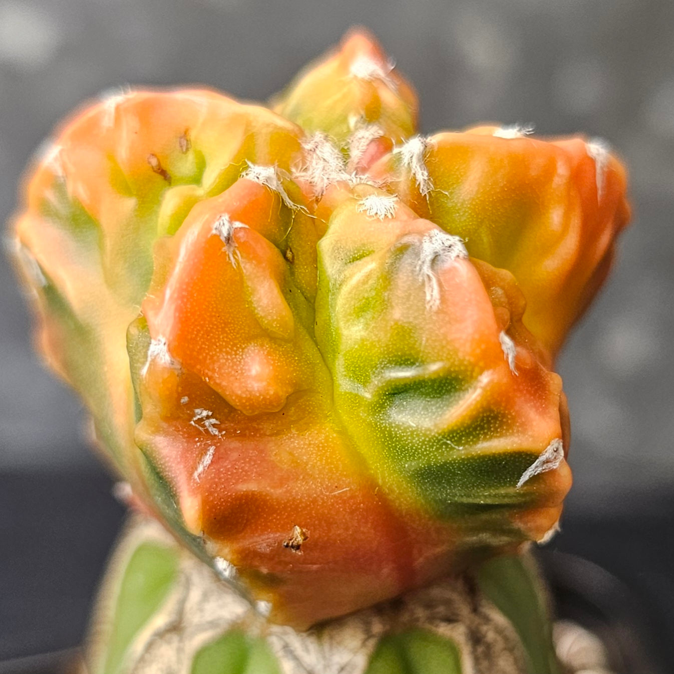 variegated astrophytum cactus