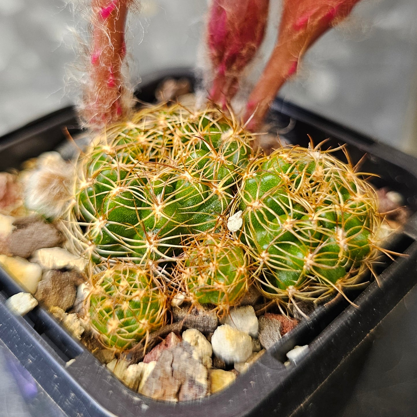 Clumping Lobivia cactus with abundant summer blooms