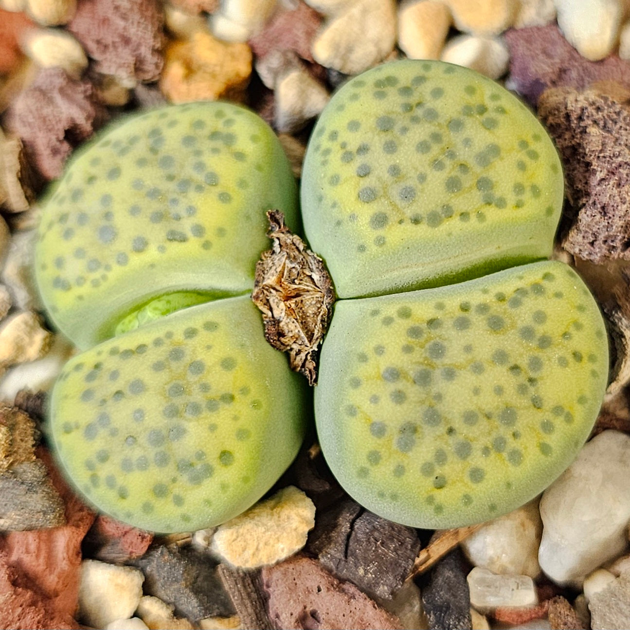 Lithops fulviceps v. aurea (C363)