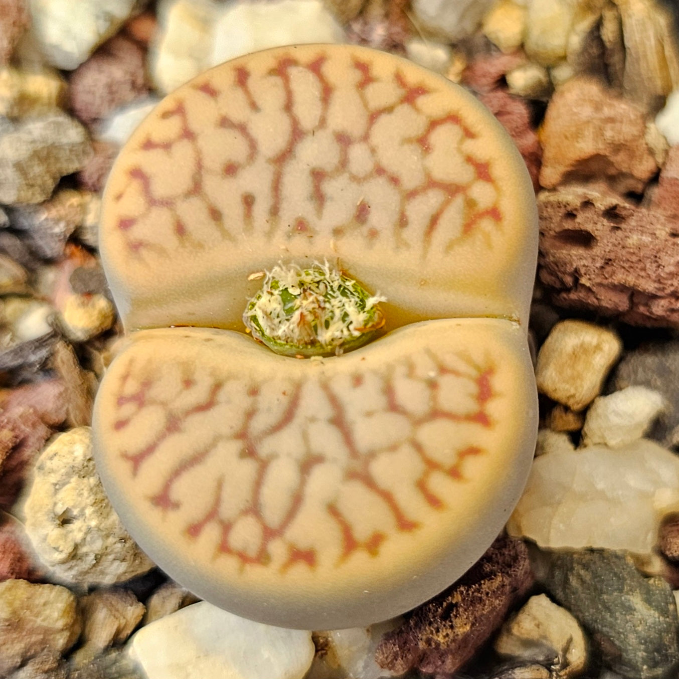 Lithops 'Talisman'