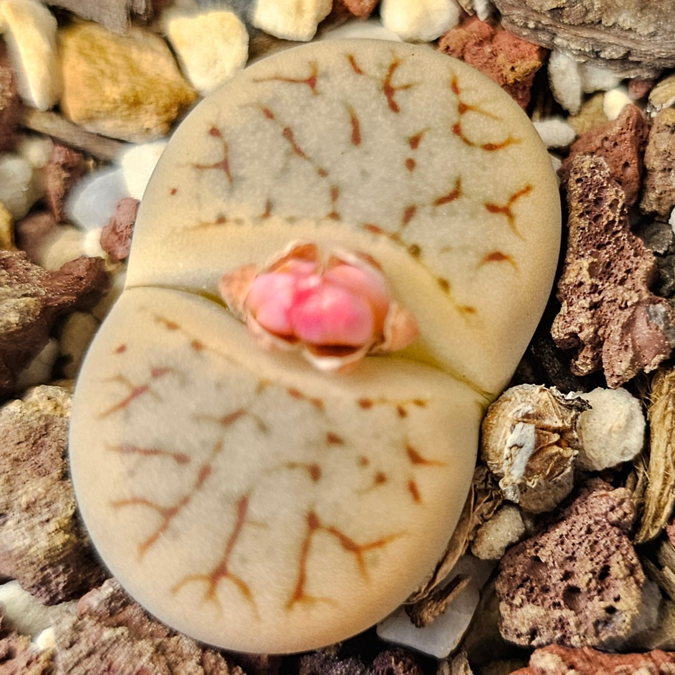 Lithops pseudotruncatella ssp. Archerae (C104)