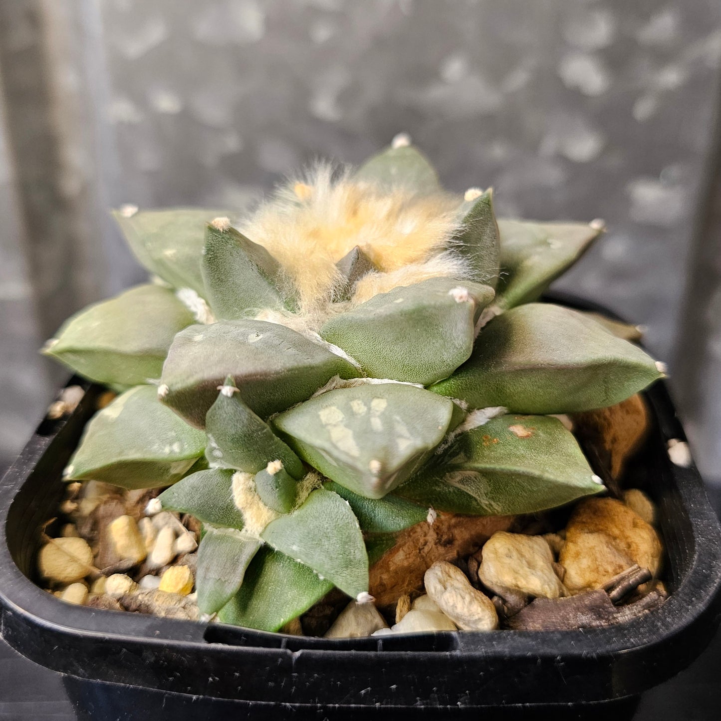 Ariocarpus hybrid