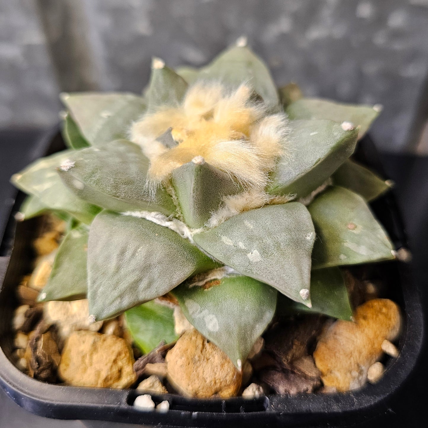 Ariocarpus hybrid