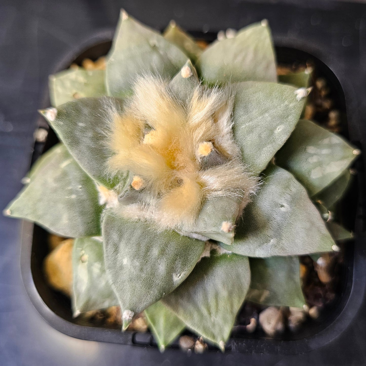 Ariocarpus hybrid