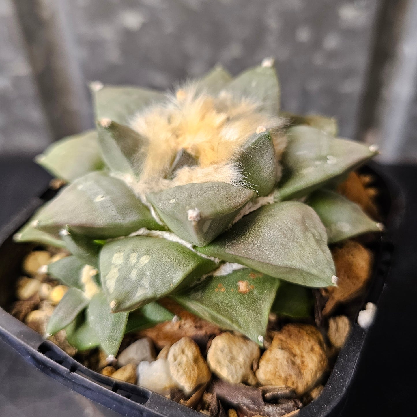 Ariocarpus hybrid