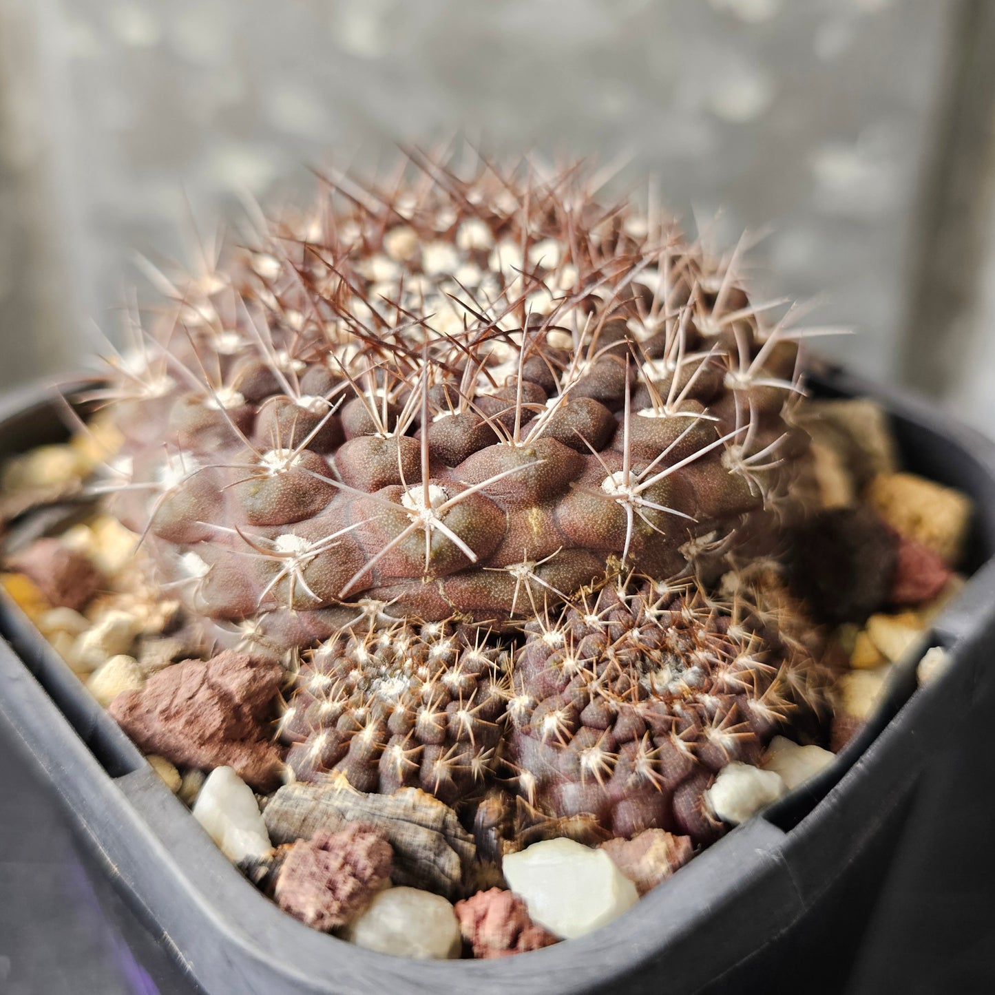 Eriosyce hybrid