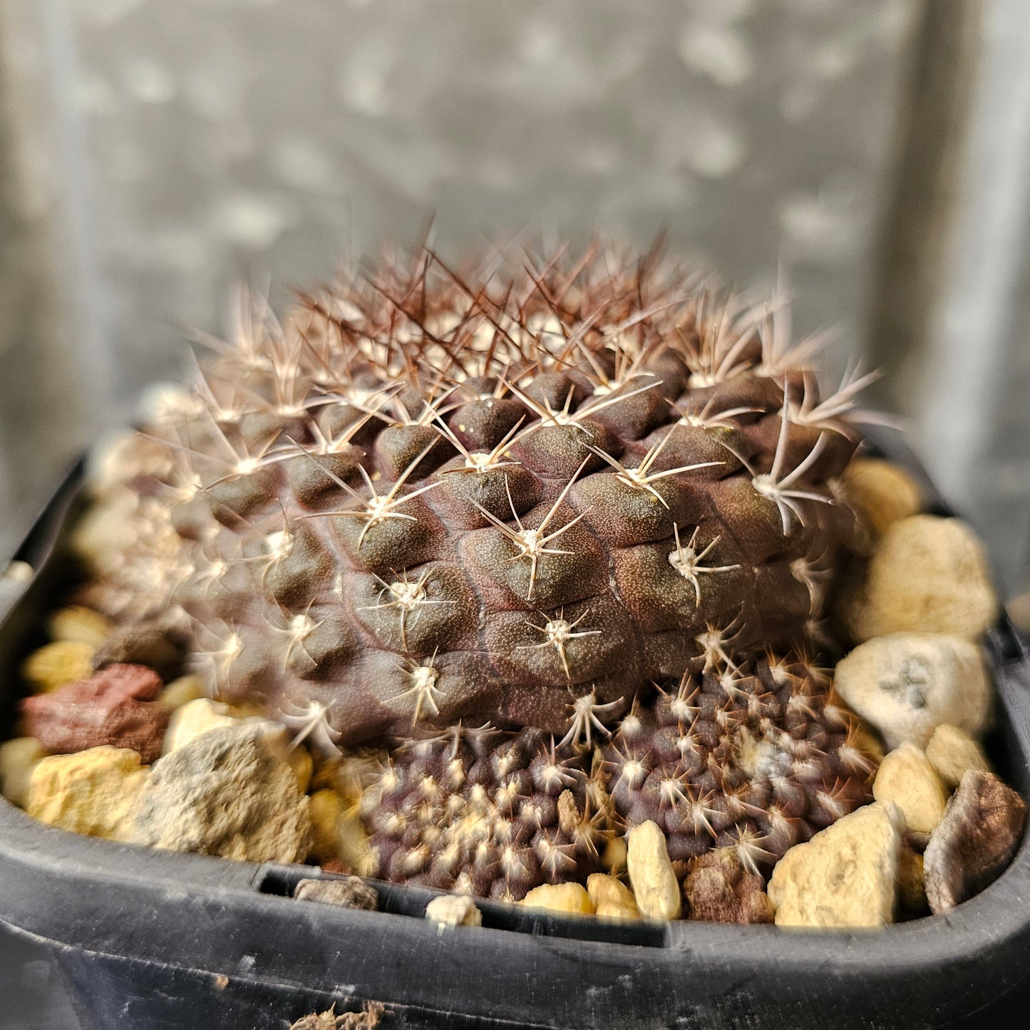 Eriosyce hybrid