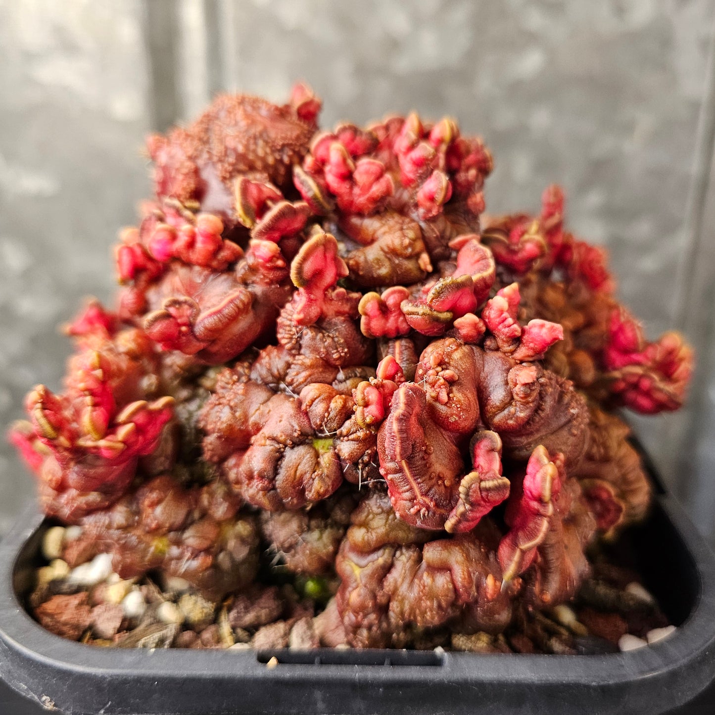 Echinopsis cv. Chocolate