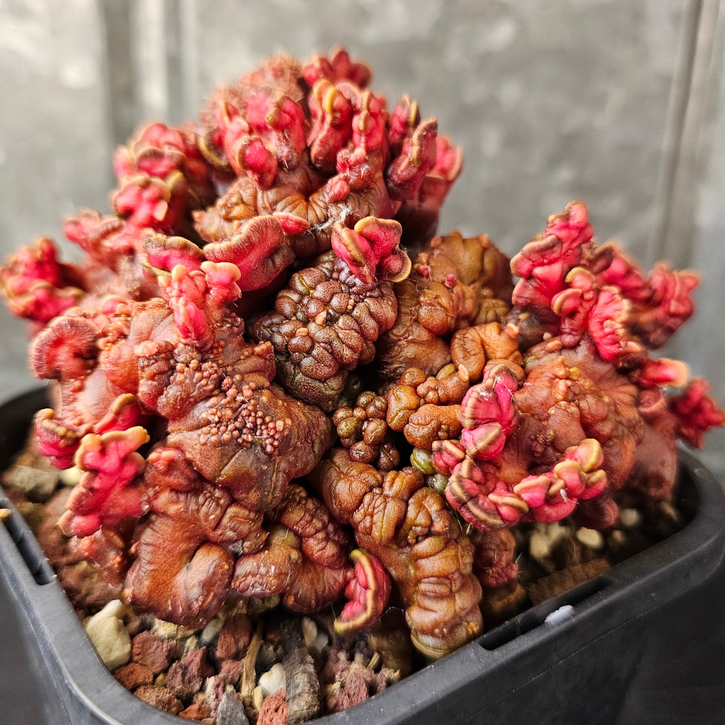 Echinopsis cv. Chocolate