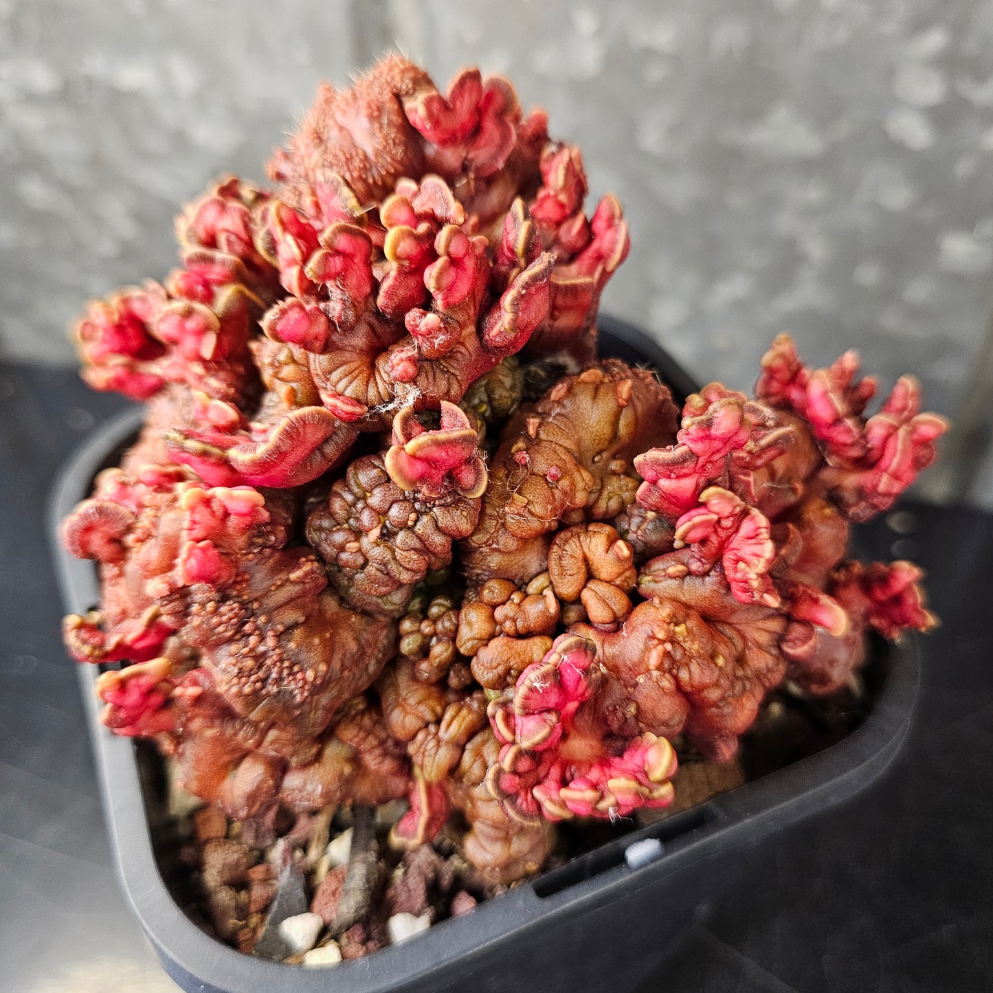 Echinopsis cv. Chocolate