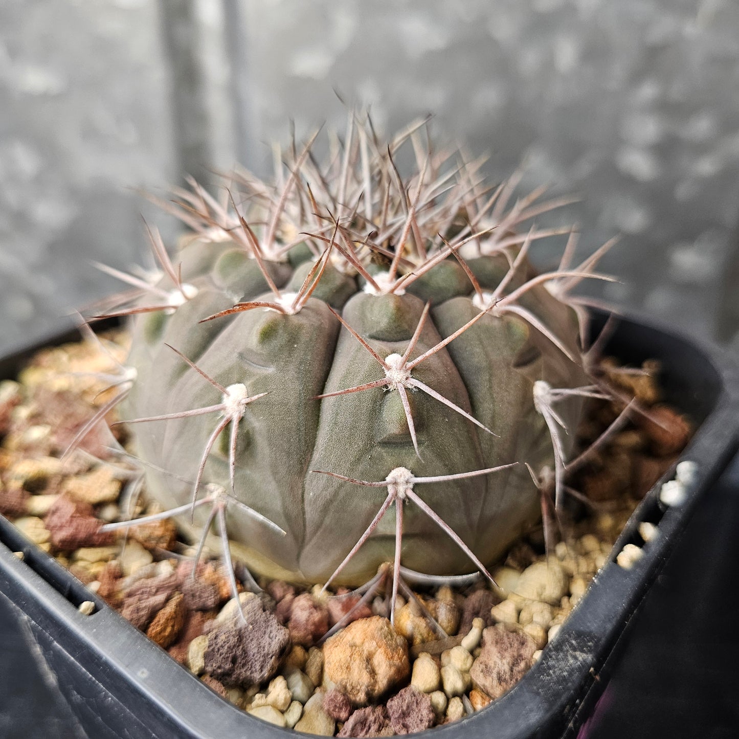 Gymnocalycium ambatoense