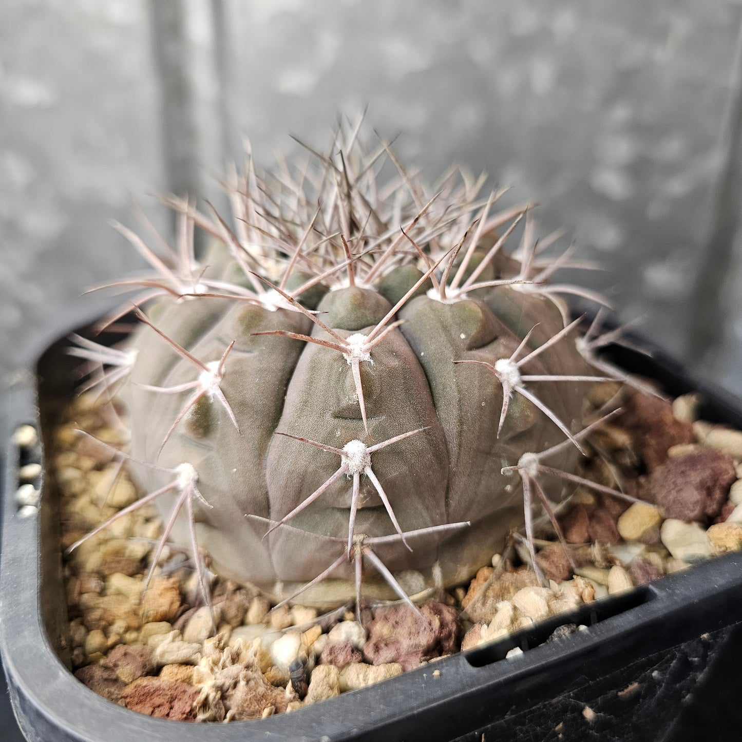 Gymnocalycium ambatoense