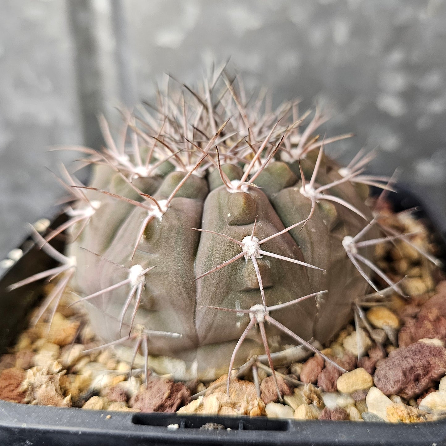 Gymnocalycium ambatoense
