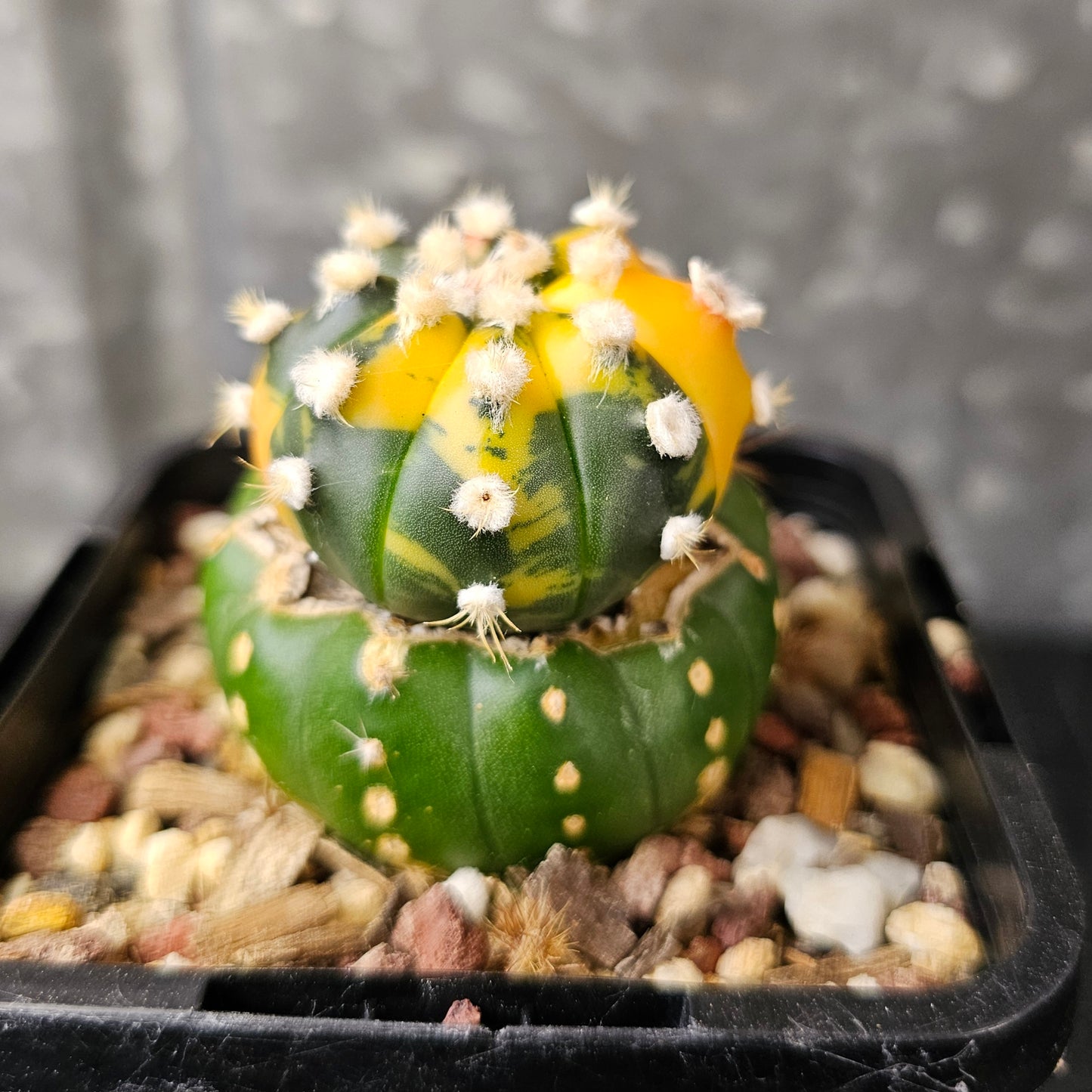 Astrophytum asterias (variegated)