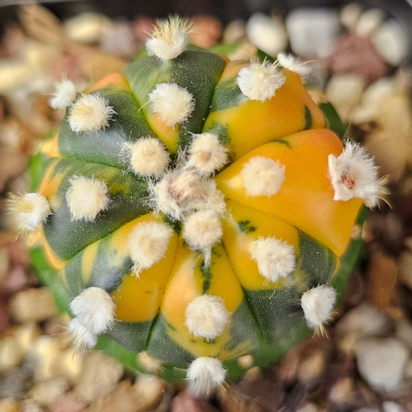 Astrophytum asterias (variegated)