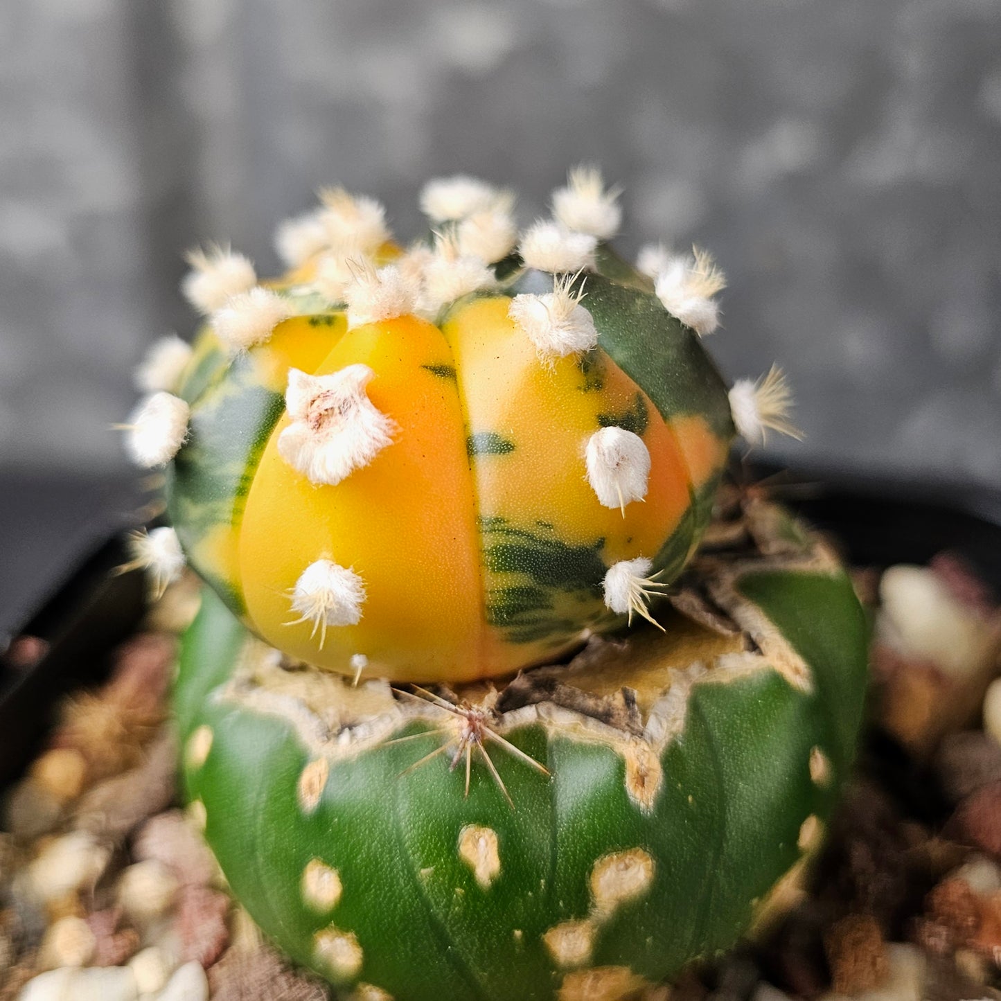 Astrophytum asterias (variegated)