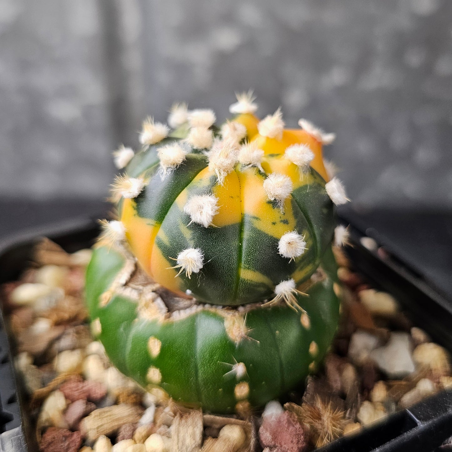 Astrophytum asterias (variegated)