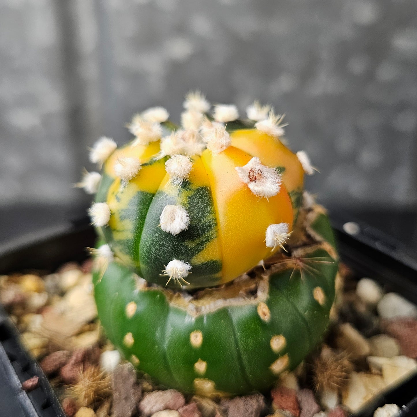 Astrophytum asterias (variegated)