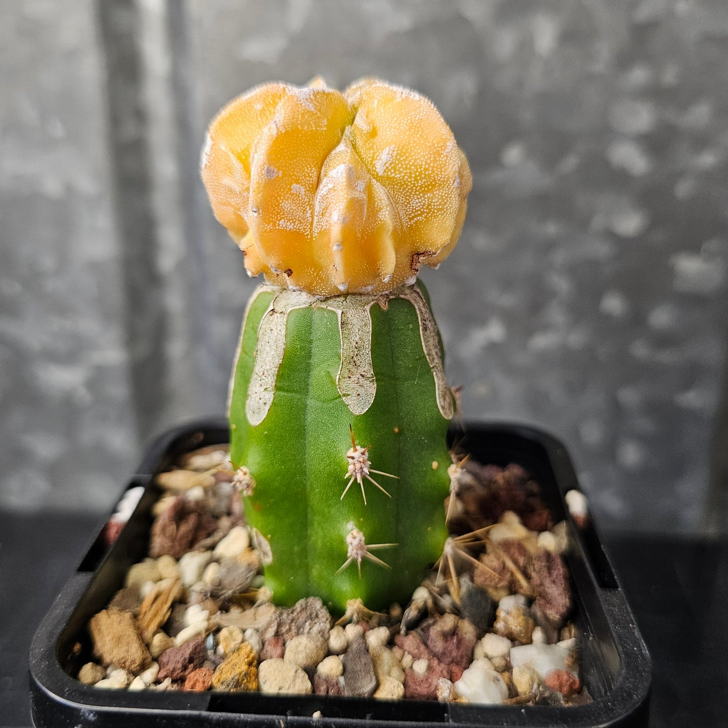 Astrophytum myriostigma cv. Mitsuhiro Nishiki (Japan)