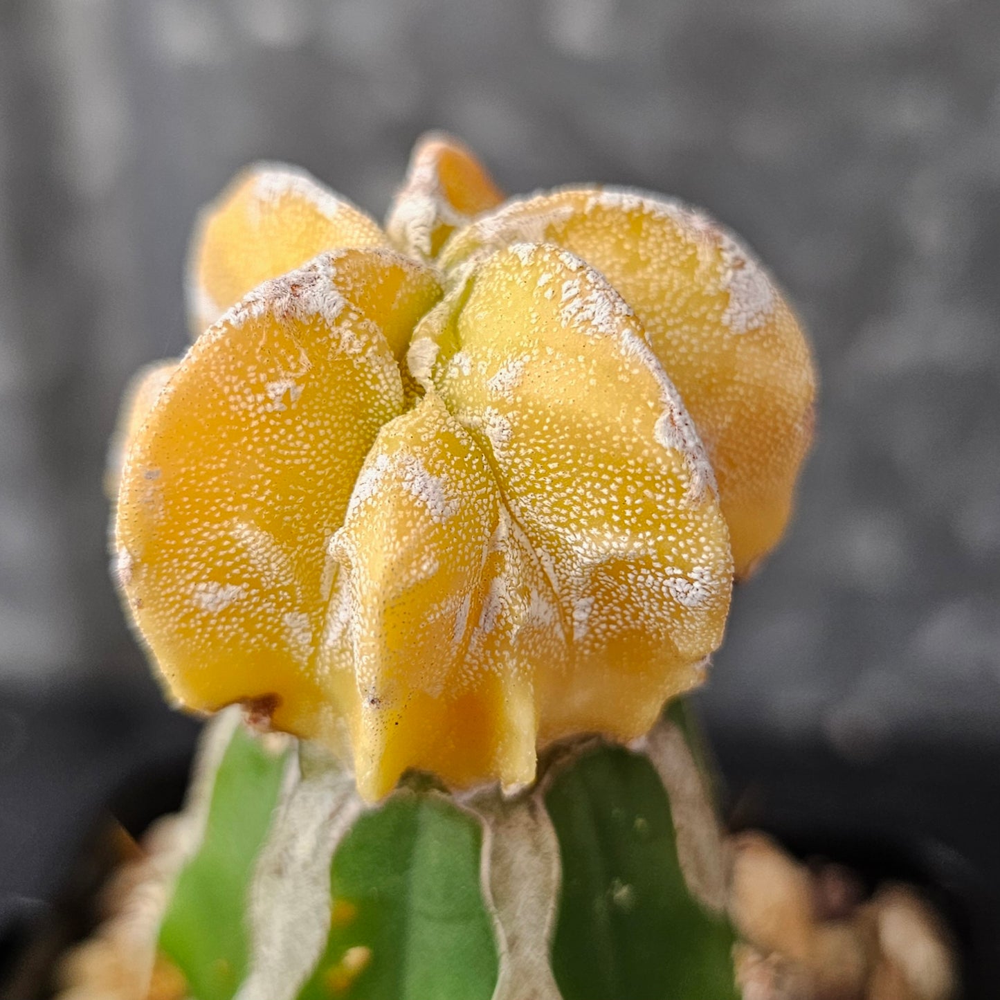 Astrophytum myriostigma cv. Mitsuhiro Nishiki (Japan)
