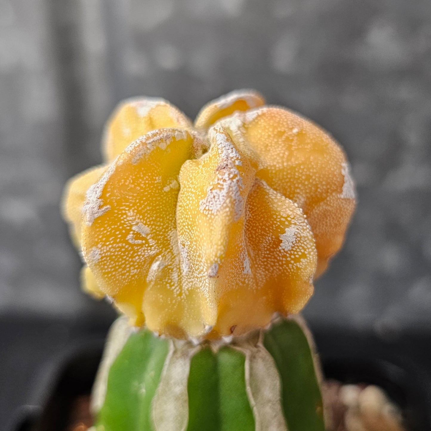 Astrophytum myriostigma cv. Mitsuhiro Nishiki (Japan)