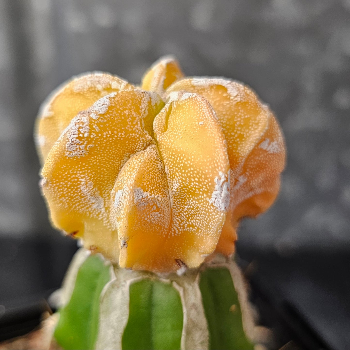 Astrophytum myriostigma cv. Mitsuhiro Nishiki (Japan)