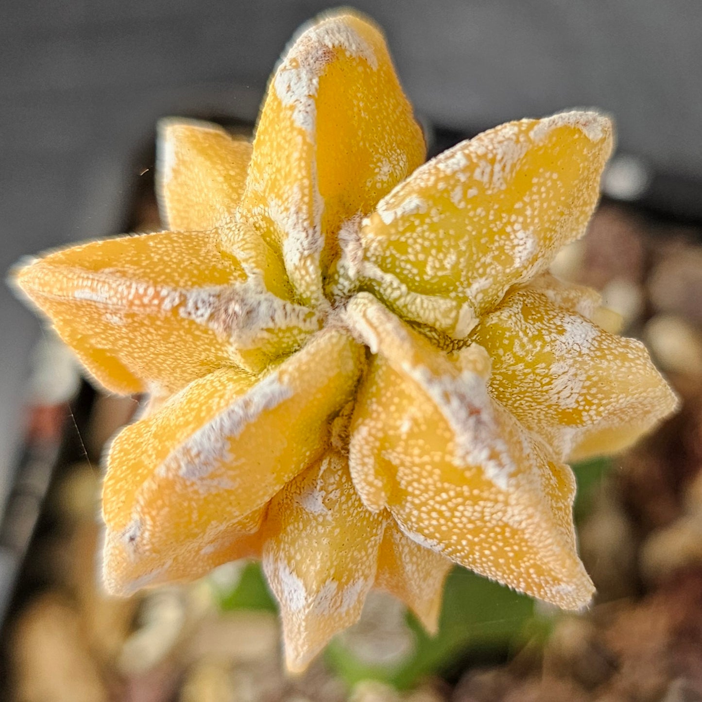 Astrophytum myriostigma cv. Mitsuhiro Nishiki (Japan)