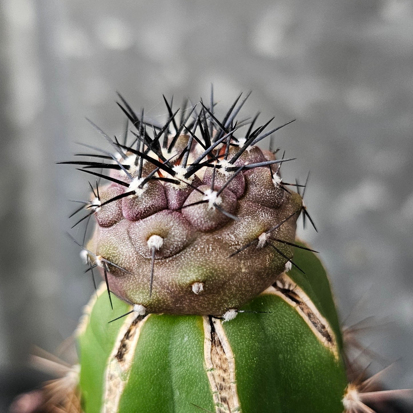 Copiapoa cinerea