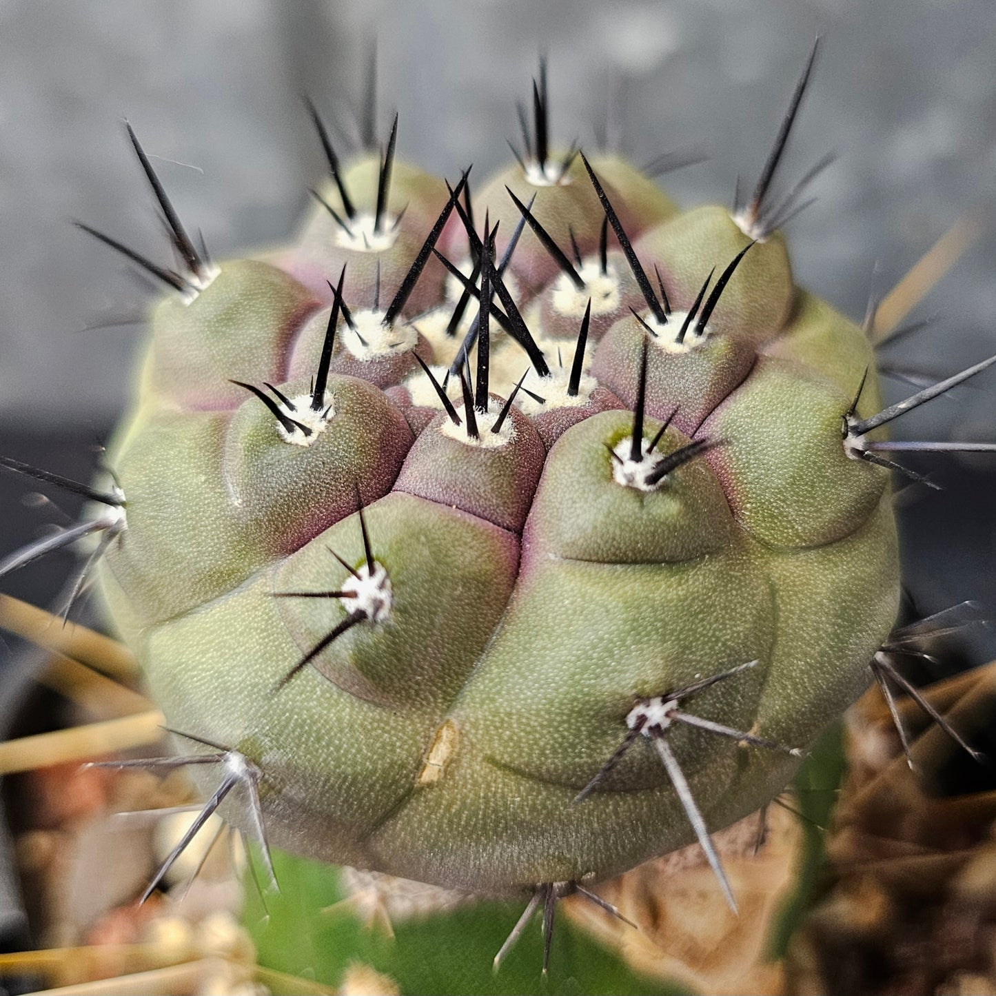 Copiapoa cinerea
